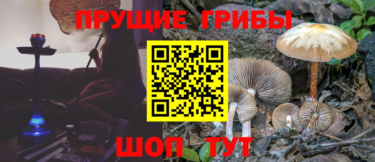 Галлюциногенные грибы Cubensis Камышин